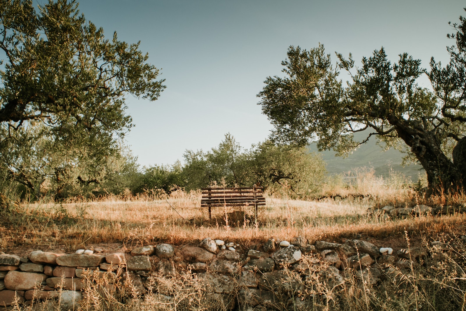 Graft Farmer and a olive tree